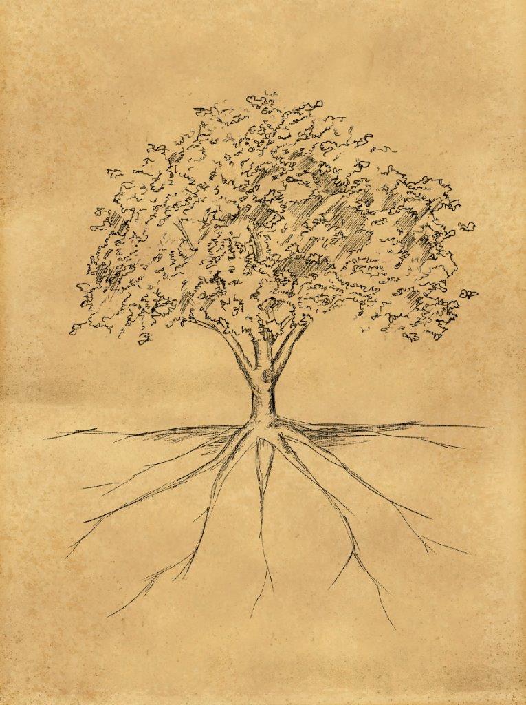 tree-sketch-leaves-root-paper - muriel gasperi-1